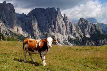 Fototapeta na wymiar brązowy krowy spojrzenie na aparat fotograficzny z Alp tle