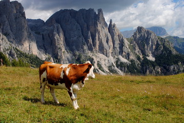 brown cow looking mountains with alps background