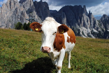 Fototapeta na wymiar brown cow looking at camera with alps background