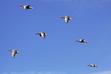 Gans-31822b1