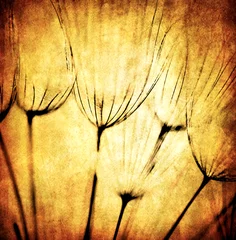 Peel and stick wall murals Dandelions and water Grunge abstract dandelion flower background