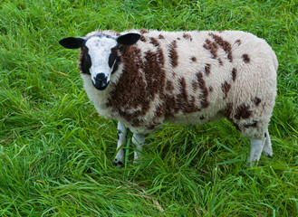One spotted brown and white sheep in grassland