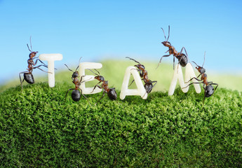 ants constructing word team with letters, teamwork