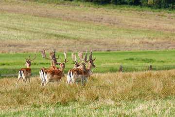 Herd of fallow deer