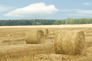 Fototapeta premium Grass hay dry skein