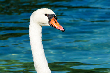 Nice portrait of a white swan in beautiful light