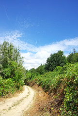 Fototapeta na wymiar Road on green forest at Portugal.