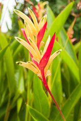 Obraz premium Bird of Paradise flower