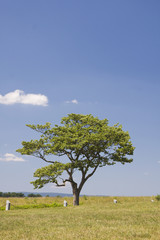 Obraz premium Single Tree in Field