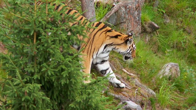 Sibirischer Tiger