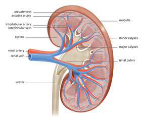 Human kidney internal structure cross-section realistic illustration