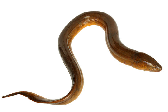 Fototapeta Eel