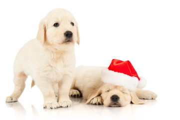retriever puppy in a Santa Claus hat