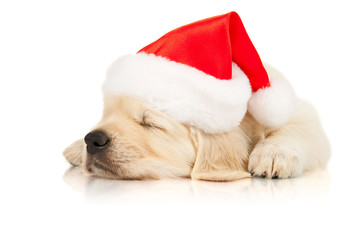 retriever puppy in a Santa Claus hat