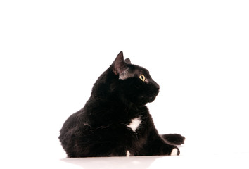 chat noir de profil