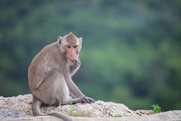 monkey sitting on the rock mountain