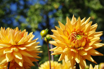 Colorful yellow dahlias in the park