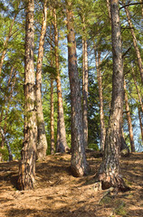 Fototapeta premium Pine forest
