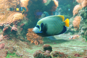 Naklejka na ściany i meble Beautiful Tropical Fish on a Coral Reef