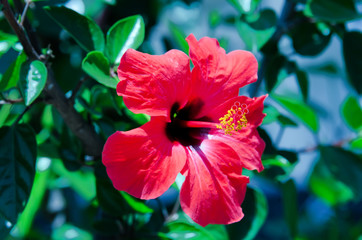 Obraz premium hibiscus rouge