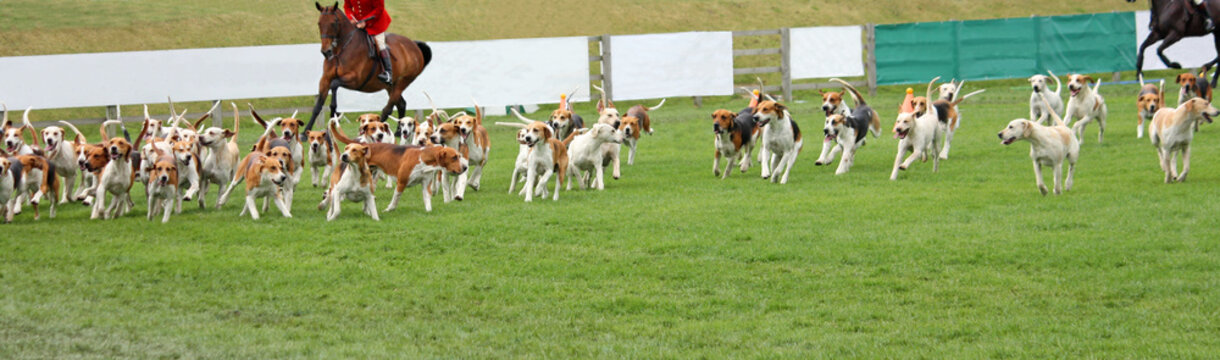 A Display by a Pack of Beagle Hunting Hounds.