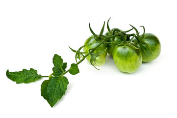 Branch of green tomatoes