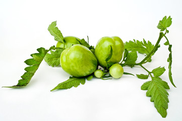 Branch of green tomatoes