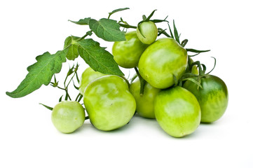 Branch of green tomatoes
