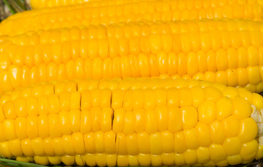 Corn ears 10