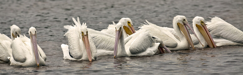 American white Pelican (Pelecanus  erythrorhynchos)