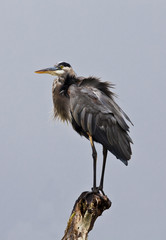 Great Blue Heron (ardea Herodias)