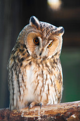 Long-eared Owl