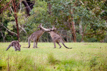 Australian kangaroos