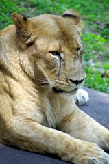 Fototapeta na wymiar Lion relaks