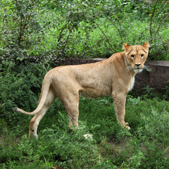 lioness
