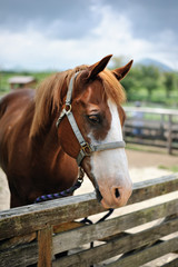 馬のポートレート