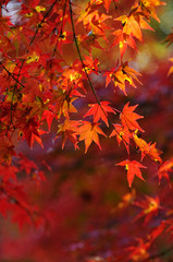 紅葉