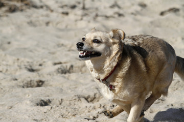 Hund rennt am Strand