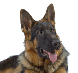 German shepherd laying