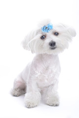 Obraz premium Pretty maltesse isolated