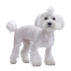 Pretty maltesse standing