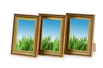 Green grass in the picture frames