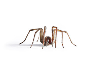 spinne_01
