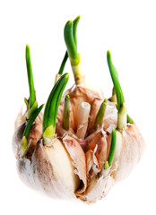 Germinate garlic