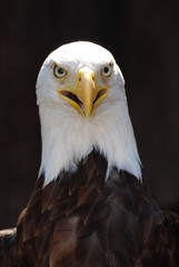 rapace