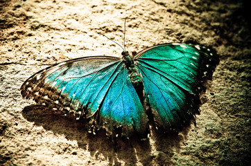butterfly
