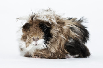 guinea pig