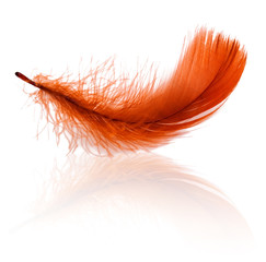 Red feather with reflection