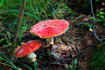 Champignon rouge toxique
