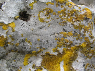 lichen